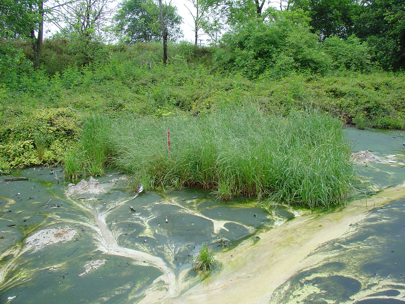 environmental wetland delineations