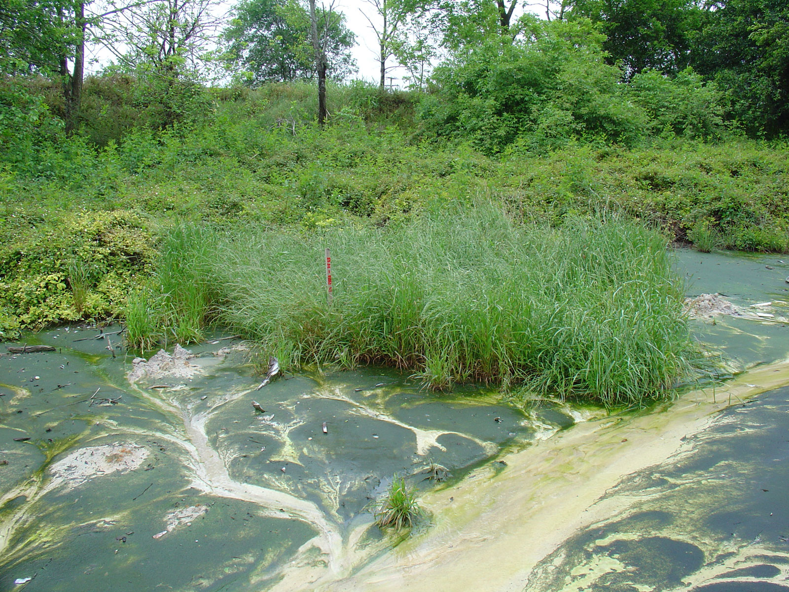 Wetland Delineations